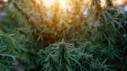 A marijuana plant growing in the sun.