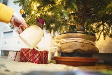 watering a Christmas tree